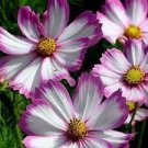 100 PCS Seeds 'Fizzy Rose Picotee' Cosmos bipinnatus Annual Flowers