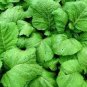 60 PCS Seeds Heirloom Organic Green Leaf Mustard Brassica juncea Vegetables