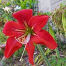 200 PCS Seeds Hippeastrum Bulbs