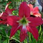 200 PCS Seeds Hippeastrum Bulbs