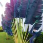 200 PCS Seeds Purple Travelers Palm Flores Bonsai