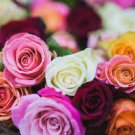 100 PCS Seeds Rare 8 Types of Colorful Valentine's Romantic Rose Flower 100 PCS Seeds Rare 8 Types of Colorful Valentine's Romantic Rose Flower