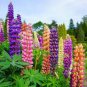 40 PCS Seeds Rare Beautiful Mixed Colorful Dull Ice Lupine Flowers