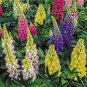 40 PCS Seeds Rare Beautiful Mixed Colorful Dull Ice Lupine Flowers