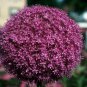 200 PCS Seeds Rare Color Giant Allium Giganteum Beautiful Flower