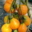 200 PCS Seeds Rare Heirloom 'Foshou' Big Yellow Tomato
