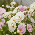 60 PCS Seeds Cupcakes Mix Cosmos Seeds Hardy Plant Flower