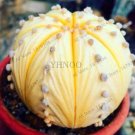 400 PCS Seeds Egg Succulents Bonsai Echinopsis Tubiflora Cactus Flores