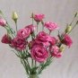 200 PCS Seeds Eustoma Grandiflorum Water Pink Double Flowers Hybrid