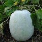 200 PCS Seeds Gourd petha