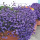 400 PCS Seeds Lobelia Flowers Blooming Covering Flore Outdoor