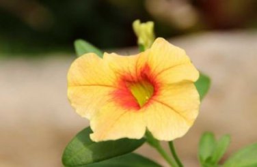 200 PCS Seeds Mini Calibrchoa Million Bells Annual Flower Bonsai