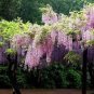 20 PCS Seeds Mixed Wisteria Climbing Rattan Wisteria Flower Planting