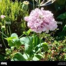 40 PCS Seeds Peony Flowers Seeds White Damask with Light Blue Centre Double Flowers 40 PCS Seeds Peony Flowers Seeds White Damask with Light Blue Centre Double Flowers