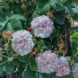 40 PCS Seeds Peony Flowers Seeds White Damask with Light Blue Centre Double Flowers