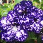 200 PCS Seeds Petunia Bonsai Garden Home Flowers Balcony Flowers