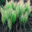 400 PCS Seeds Promotion Mixed Colors Pampas Grass Plant Bonsai