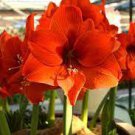 200 PCS Seeds Amaryllis Not Bulbs - Orange Red Color