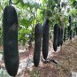 16 PCS Seeds Black Wax Gourd Seed Best Garden Plants Vegetable