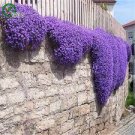 400 PCS Seeds Creeping Thyme Seeds Rock CRESS Plant - Apple Green Flowers