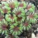 200 PCS Seeds Rare Oxalis Versicolor Plants World's
