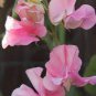 30 PCS Seeds Beautiful Sweet Pea Flower