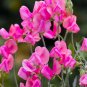 30 PCS Seeds Beautiful Sweet Pea Flower