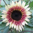 40 PCS Seeds 'Cherry Rose Hybrid' Dark Red Ornamental Sunflower 40 PCS Seeds 'Cherry Rose Hybrid' Dark Red Ornamental Sunflower