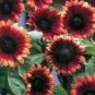 40 PCS Seeds 'Cherry Rose Hybrid' Dark Red Ornamental Sunflower