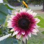 40 PCS Seeds 'Cherry Rose Hybrid' Dark Red Ornamental Sunflower