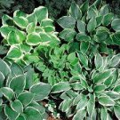 400 PCS Seeds Hosta Seed Perennials - Milky White with Green Edge Leaves