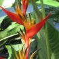 200 PCS Seeds Indoor Plants Flowers Strelitzia Reginae Plants Bird of Paradise Flower (Color Mixed)