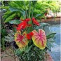 200 PCS Seeds Japanese Caladium Bicolor