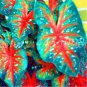 200 PCS Seeds Japanese Caladium Bicolor