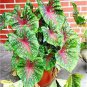 200 PCS Seeds Japanese Caladium Bicolor