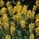 90 PCS Seeds Radix Seeds Herbs Isatis Tinctoria