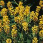 90 PCS Seeds Radix Seeds Herbs Isatis Tinctoria