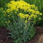 90 PCS Seeds Radix Seeds Herbs Isatis Tinctoria
