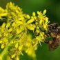 90 PCS Seeds Radix Seeds Herbs Isatis Tinctoria