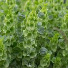 50 PCS Seeds Shell Flower Seeds Garden Plants Ornamental Plants