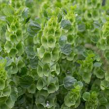 50 PCS Seeds Shell Flower Seeds Garden Plants Ornamental Plants