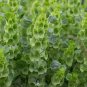 50 PCS Seeds Shell Flower Seeds Garden Plants Ornamental Plants