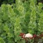 50 PCS Seeds Shell Flower Seeds Garden Plants Ornamental Plants