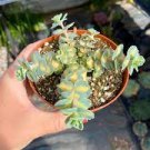 300 PCS Seeds Spurge Fan-Shaped Succulent