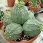 300 PCS Seeds Spurge Fan-Shaped Succulent