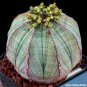 300 PCS Seeds Spurge Fan-Shaped Succulent