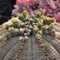 300 PCS Seeds Spurge Fan-Shaped Succulent