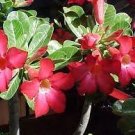 100 PCS Seeds Adenium Mixed 9 Types of Desert Rose Flower 100 PCS Seeds Adenium Mixed 9 Types of Desert Rose Flower