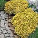 200 PCS Seeds Cress Rock Creeping Thyme Flower