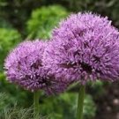 200 PCS Seeds Giant Allium Giganteum Colorful Flowers